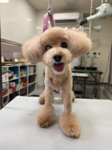 みるくちゃんのトリミング写真