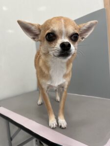 杏(あんず）ちゃんのトリミング写真