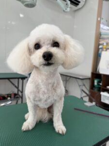 3月24日のわんこたちの写真