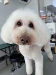 3月26日のわんこたちの写真