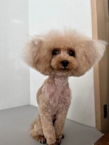 3月18日のわんこたちの写真
