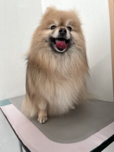 たぬきちくんのトリミング写真