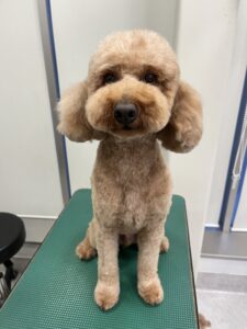 レオくんのトリミング写真