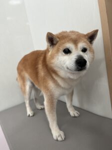 3月19日のわんこたちの写真