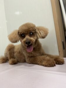 チェリーちゃんのトリミング写真