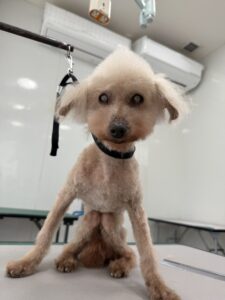 3月29日のわんこたちの写真