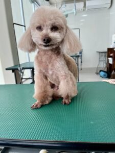 3月22日のわんこたちの写真