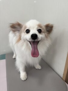 快(かい)くんのトリミング写真