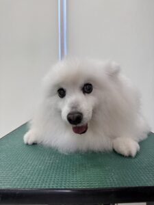 優(ゆう)ちゃんのトリミング写真