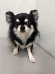 ココアくんのトリミング写真