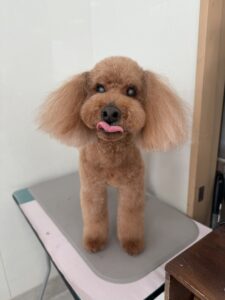 リオくんのトリミング写真