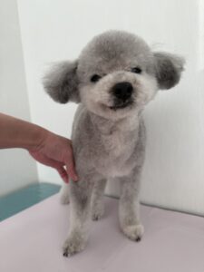 ルーニーくんのトリミング写真