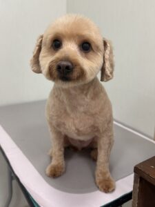 ココアくんのトリミング写真