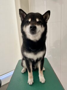 3月25日のわんこの写真