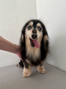 凛ちゃんのトリミング写真