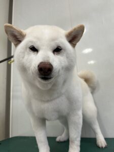 月ちゃんのトリミング写真
