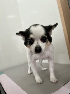 鈴(すず)ちゃんのトリミング写真
