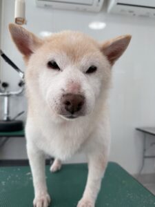 ３月３１日のわんこたちの写真