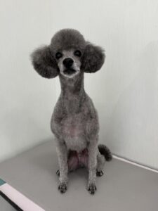 たけ丸くんのトリミング写真