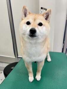 ぽん子ちゃんのトリミング写真