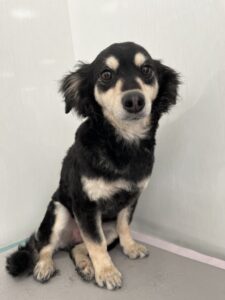 3月28日のわんこたちの写真