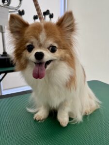 くうくんのトリミング写真