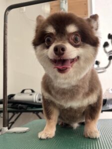 3月30日のわんこたちの写真