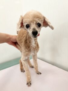 ３月４日のわんこたちの写真