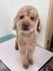 3月7日のわんこたちの写真