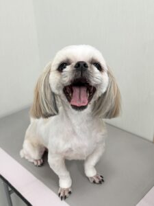 あめちゃんのトリミング写真