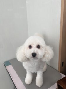 アランくんのトリミング写真
