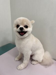おもちくんのトリミング写真