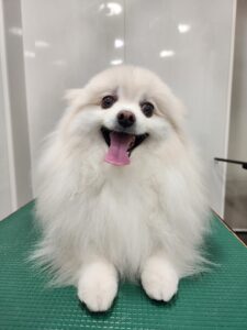 おもちちゃんのトリミング写真
