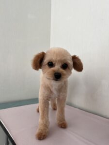 ききちゃんのトリミング写真