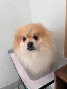きなこちゃんのトリミング写真