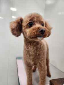 くぅくんのトリミング写真