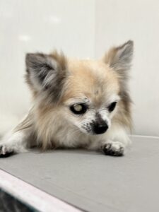 くっきぃ～ちゃんのトリミング写真