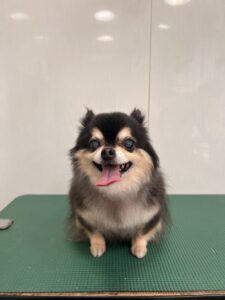 小梅(こうめ)ちゃんのトリミング写真