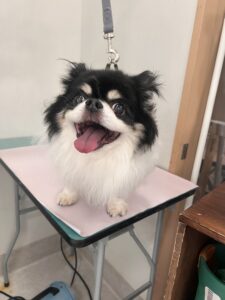 ココくんのトリミング写真