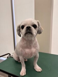 ここみちゃんのトリミング写真
