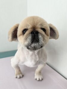 こむぎくんのトリミング写真