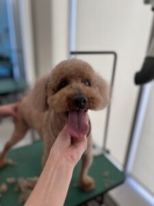 コロくんのトリミング写真