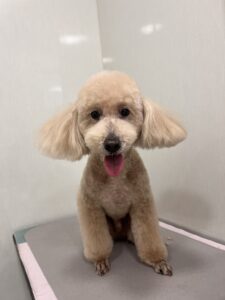 さくくんのトリミング写真