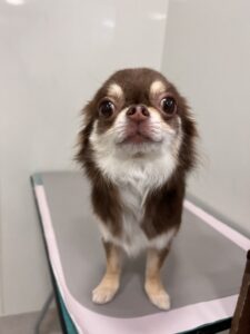 ざらめちゃんのトリミング写真