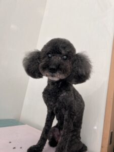 ショコラちゃんのトリミング写真