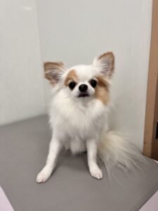 すみれちゃんのトリミング写真