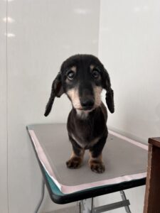 そらくんのトリミング写真