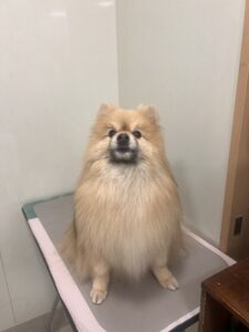 たぬきちくんのトリミング写真