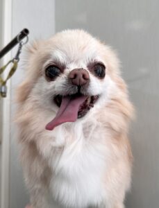 たまくんのトリミング写真