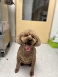 チョコくんのトリミング写真
